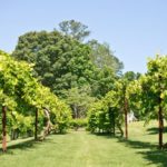 Live among the vines at Adams Vineyard in Norcross - new model home open