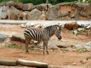 zoo atlanta zebra
