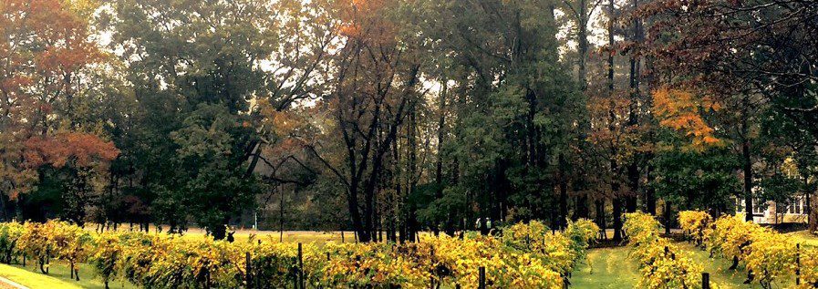fall foliage on display in norcross at adam"æss vineyard