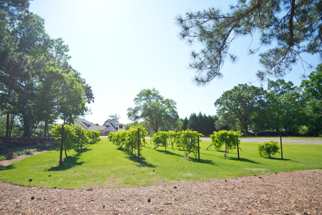 the vines in Adams Vineyard