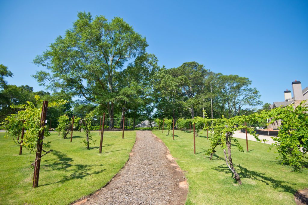 Vineyards and green space right outside your door in Adams Vineyard of Norcross