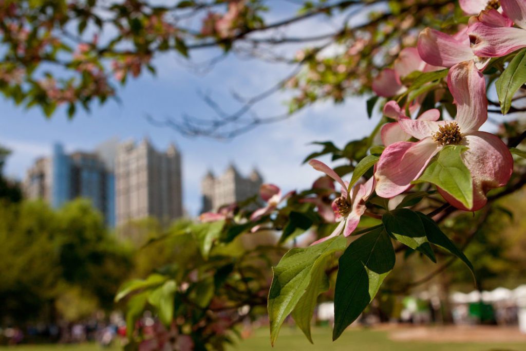 Dogwood trees in bloom in Atlanta